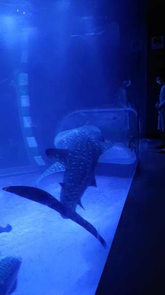 のとじま水族館