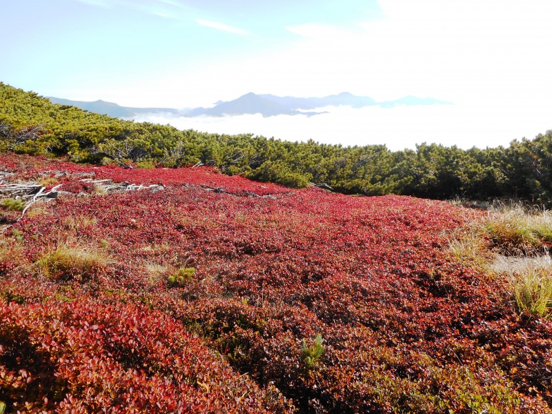 大雪山赤岳:ウラシマツツジの紅葉と大雲海