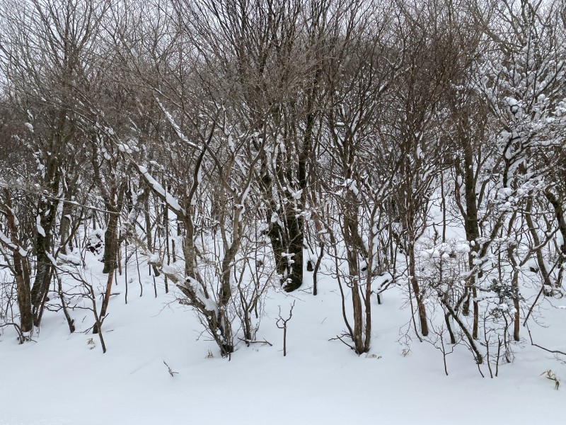 九州で大雪
