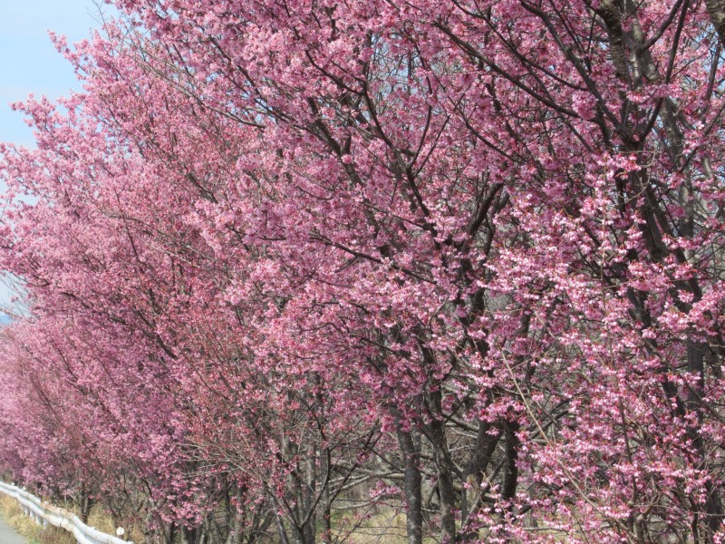 春はもうすぐそこ