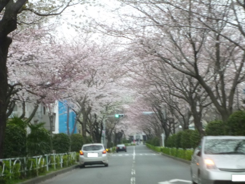 桜のトンネル