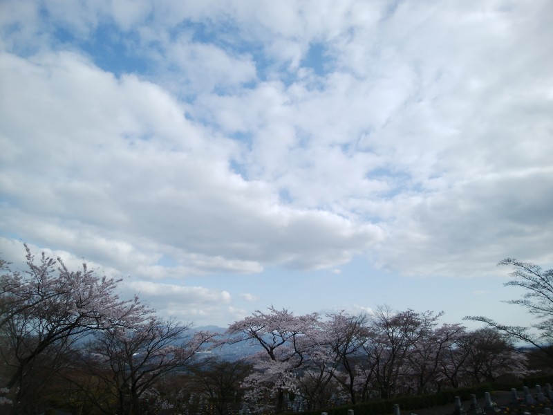 桜