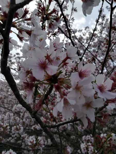 桜満開