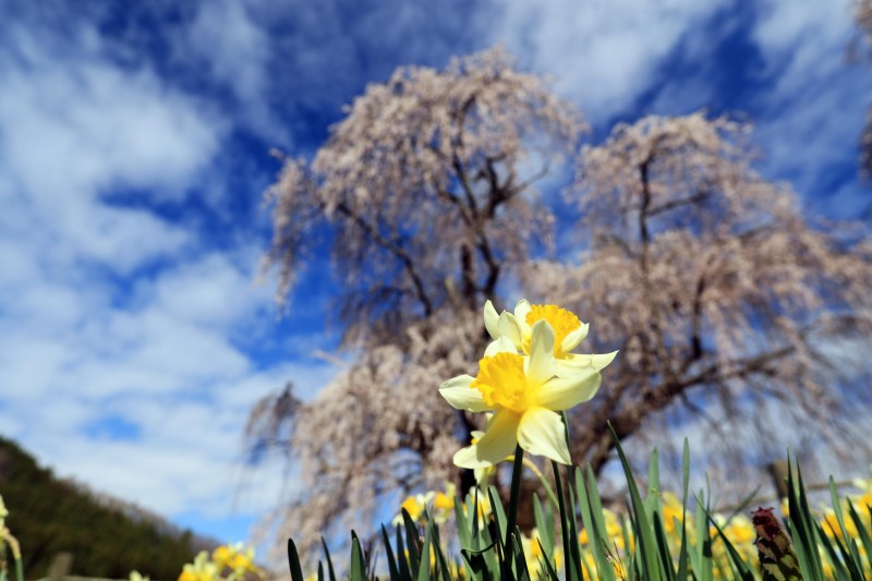 水中のしだれ桜