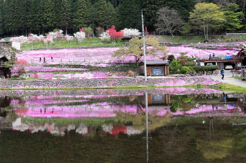 國田家の芝桜