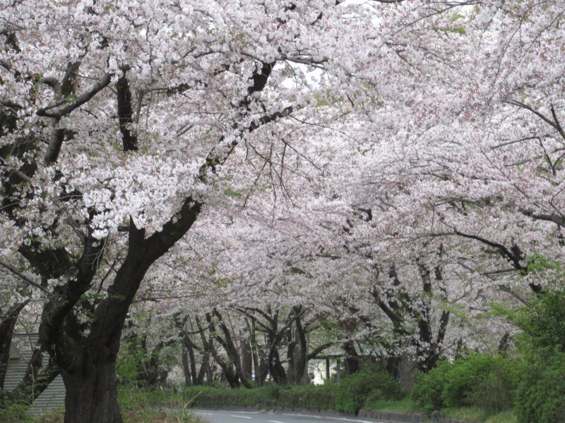 桜並木の静寂