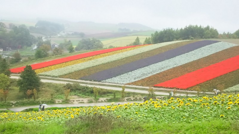 美瑛のお花畑