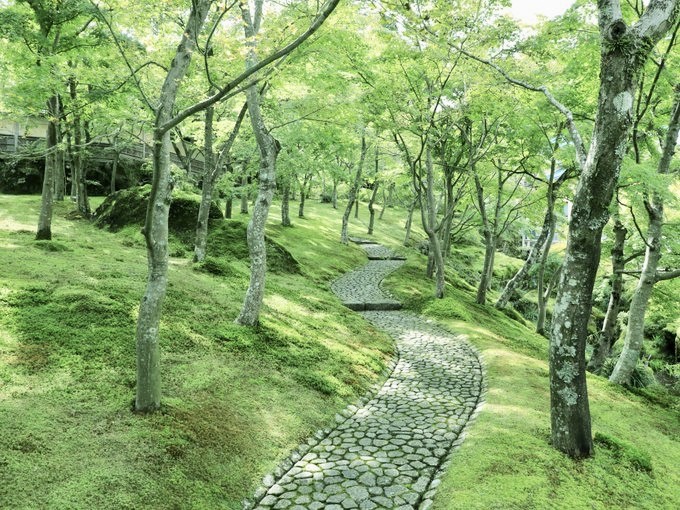苔庭