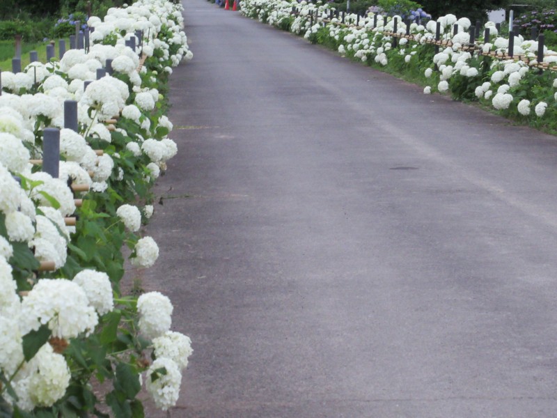 アナベルのバージンロード