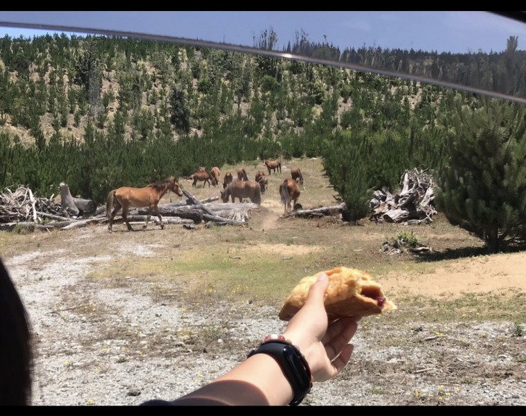 ニュージランド90マイルビーチ手前