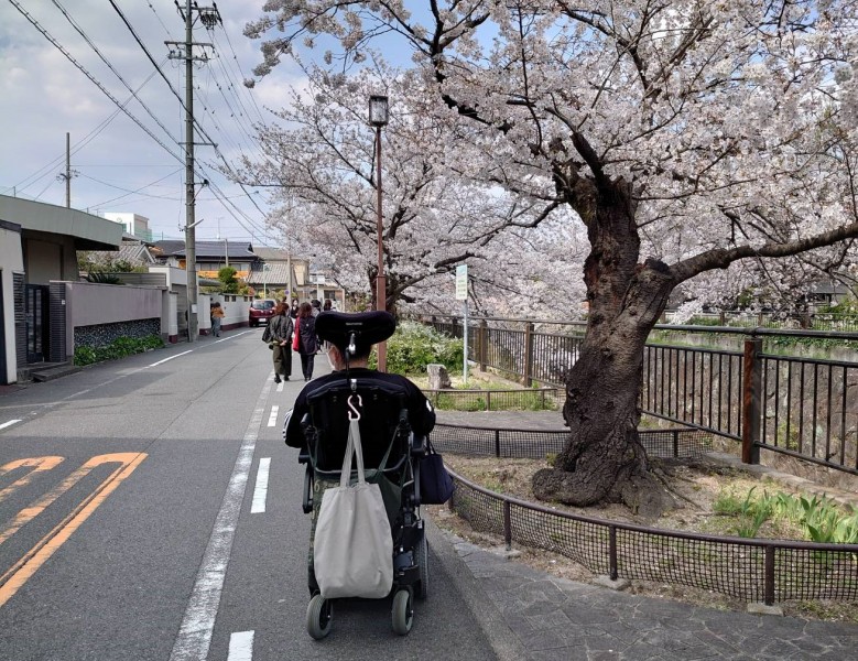 新しい桜の絶景