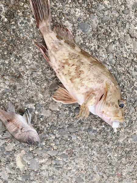 海からのプレゼント