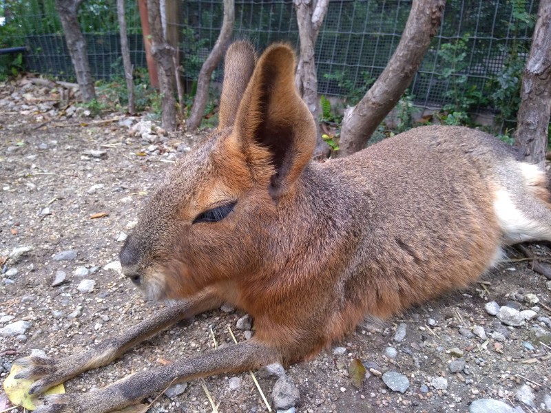 八景島シーパラダイスのこれは何の動物だ？
