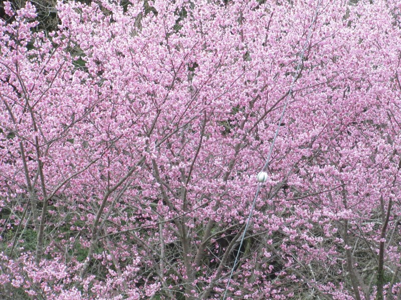 大雄紅桜に彩られた里山風景