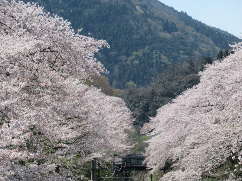 花びら舞う桜のトンネル