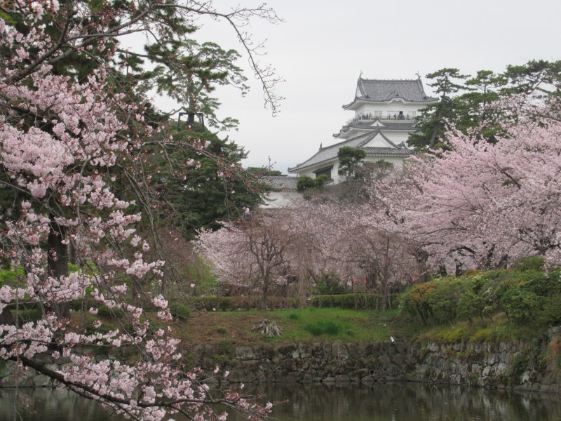 咲き誇る桜と小田原城