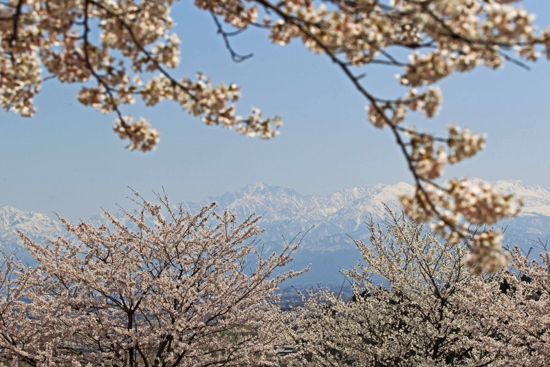 立山連峰と桜