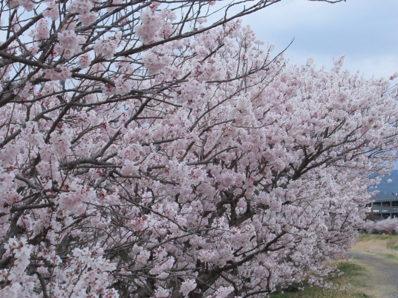 愛らしい花と甘い香りの散歩道