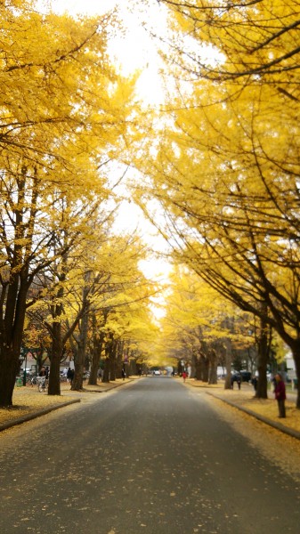 札幌北大の銀杏並木