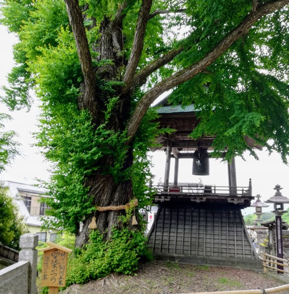 愛染カツラの樹