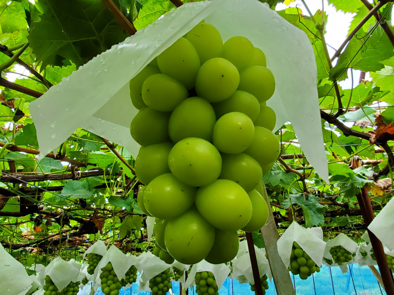 葡萄狩りです。