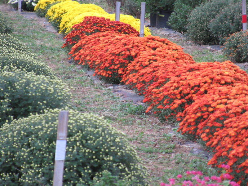 里山に咲いたざる菊