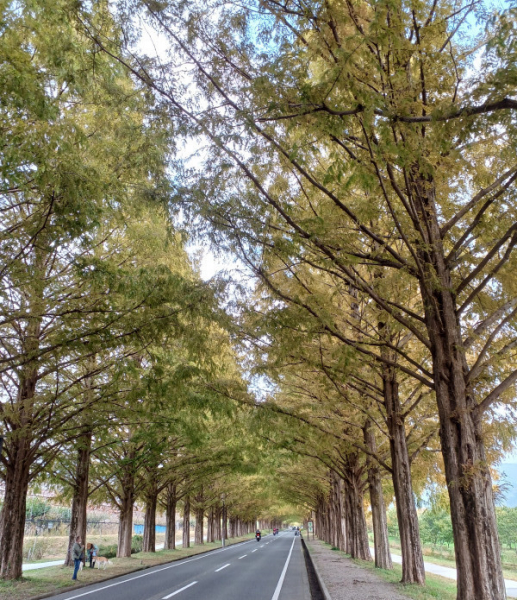 滋賀県マキノのメタセコイア並木