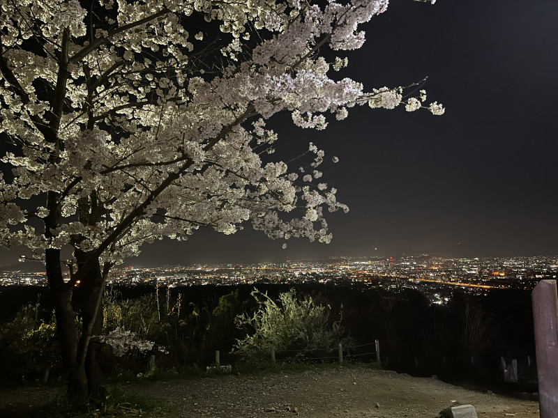 桜