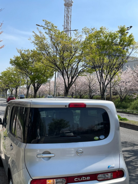 sakura & cube back