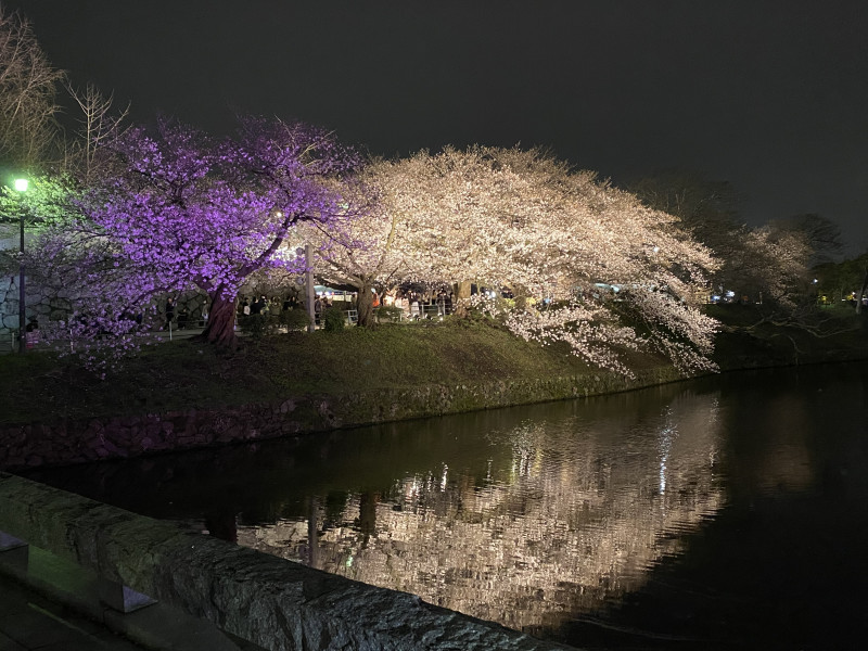 桜まつりやーー