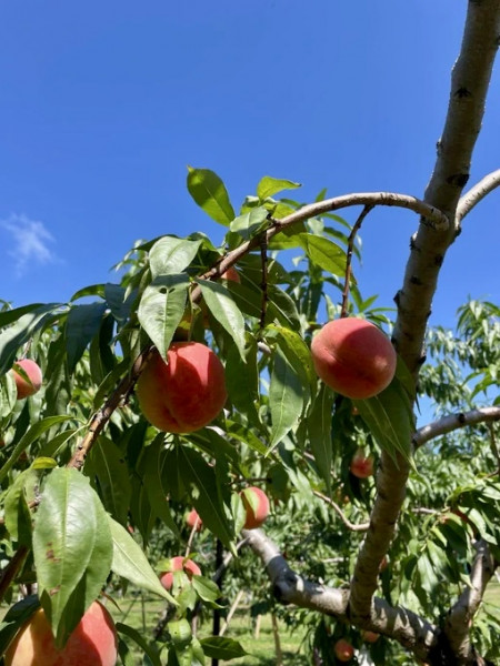 たわわに実る桃