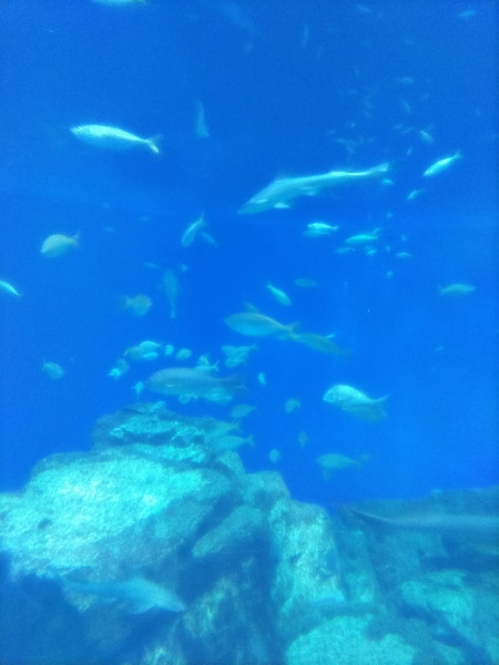 深海水族館
