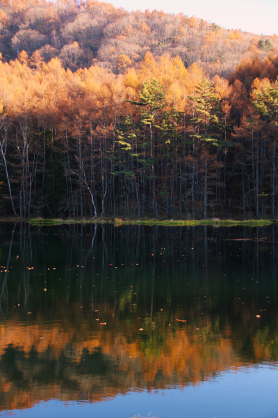 御射鹿池に映るカラマツ紅葉
