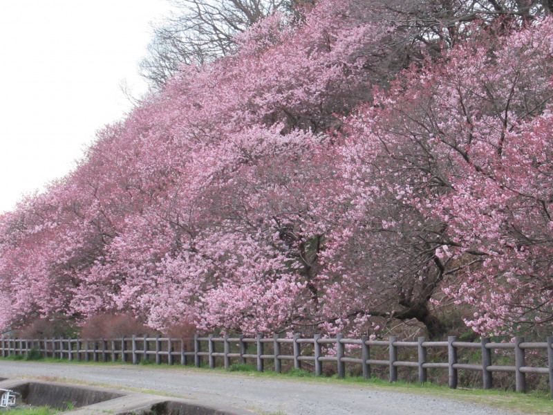 「春めき桜」が咲いて春が来た！