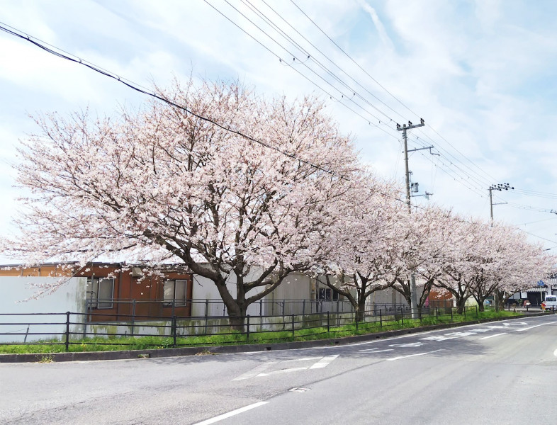 道沿いの桜
