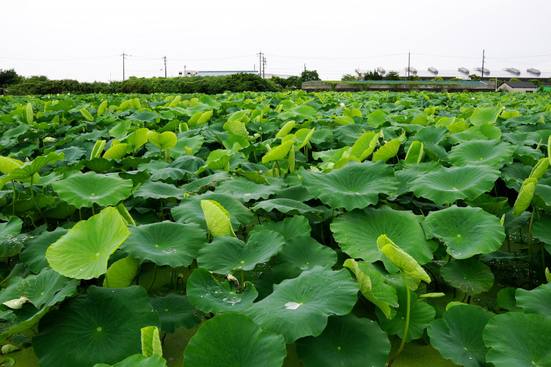 れんこん畑