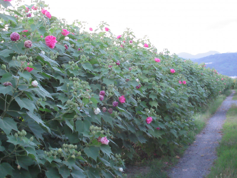 猛暑の中でも咲く酔芙蓉