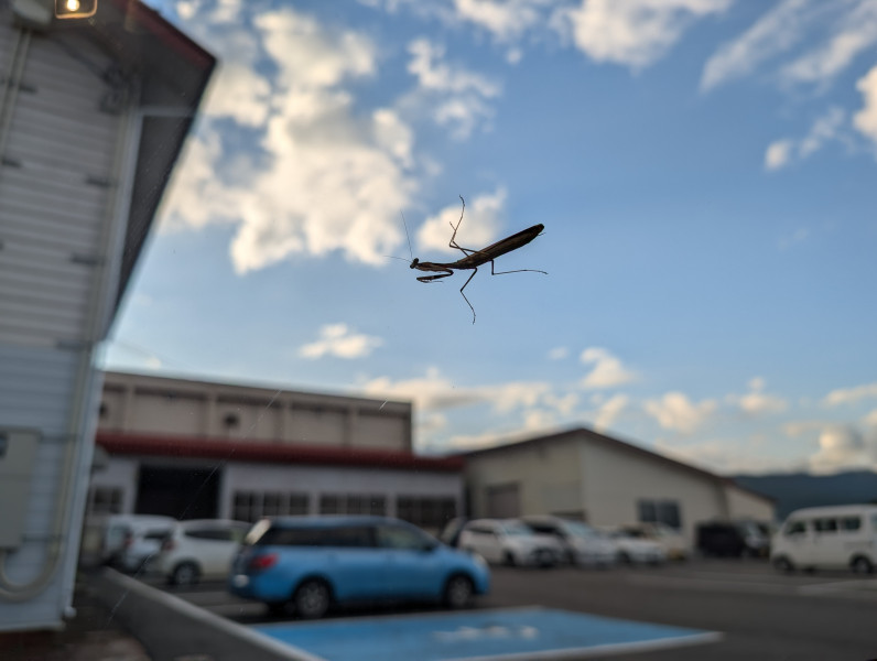 空駆けるカマキリ