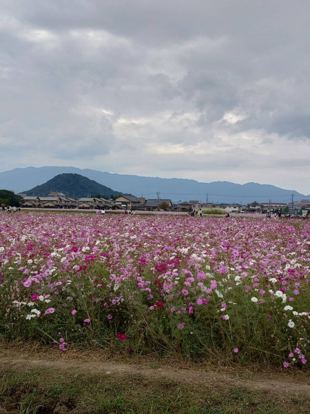 藤原京のコスモス