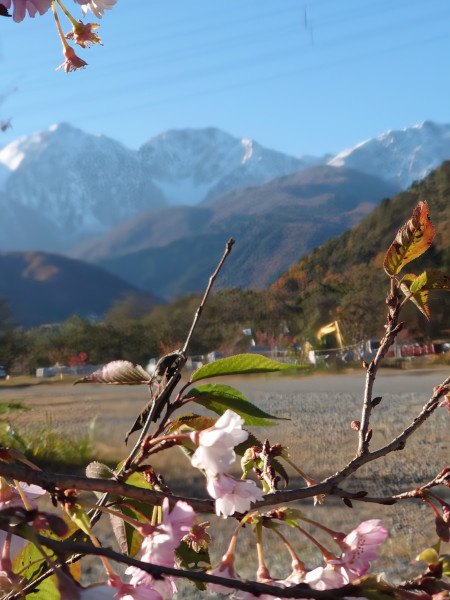 白馬三山と桜