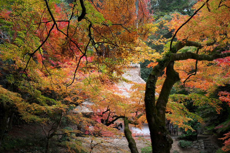 庭園の紅葉