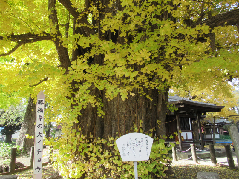 圧巻の大イチョウ