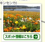 PM 15:00 館山ファミリーパークで花摘み(ポピー・キンセンカ) スポット情報はこちら