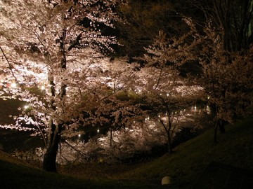 桜-ライトアップ JOKER_YASさん