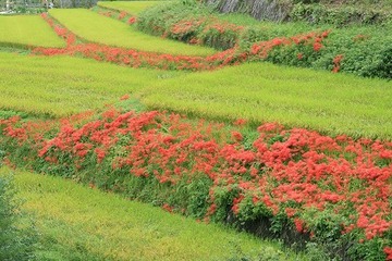 真っ赤な彼岸花がきれいです。 gonkichikunさん