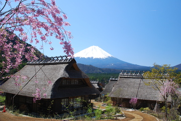 枝垂れ桜と富士山 富士山さん