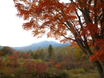 満開の紅葉と美しい乗鞍岳 おきらくさん