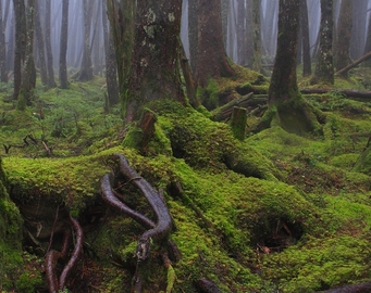 苔に覆われた古木が神秘的です HIROYUKIHIDEASHさん