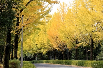 いちょう並木を撮る　銀杏の木がいまとってもきれい kensuke^^kさん