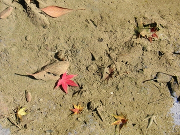 平林寺の水路に沈んでる紅葉がふと物悲しく感じました。 もっちゃんさん